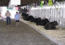 Cattle at the Boundary County Fair