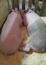 Sleeping Fair Pigs
