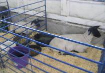 Sheep at the Fair