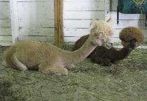 Alpacas Relaxing at the Fair