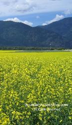 Canola Field