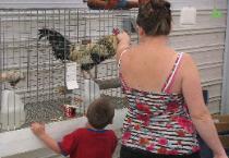 Pointing at an Award Winning Rooster at the Fair