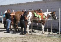 4-H Members Grooming Horses for the Fair