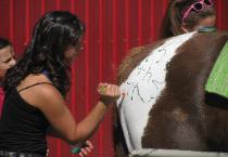 Applying a Special Logo to Her Horse