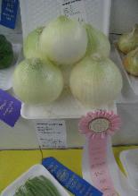 Prize Winning Onions at the Fair