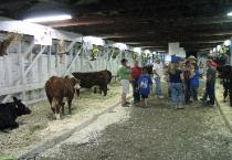Cattle Barn
