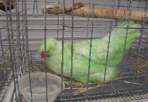 A Green Chicken???