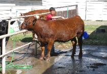 Squeegee-ing the Cow