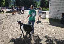 Walking a Goat